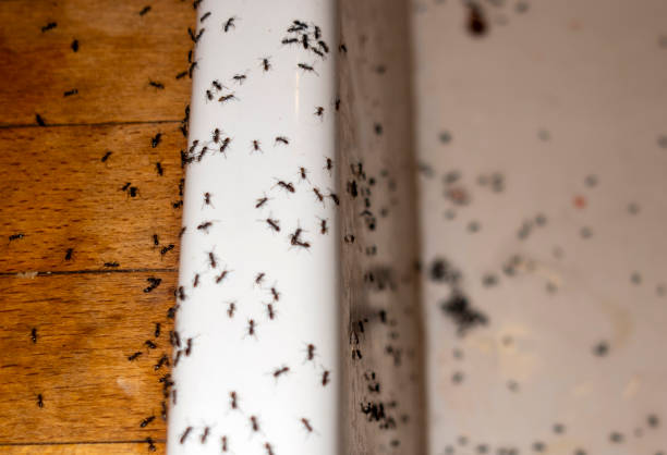 Best Best Pest Control Companies  in Rogue River, OR